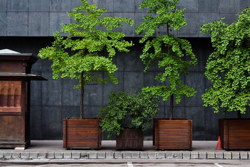 naturaleza, plantas, casa, 1080P, macetas