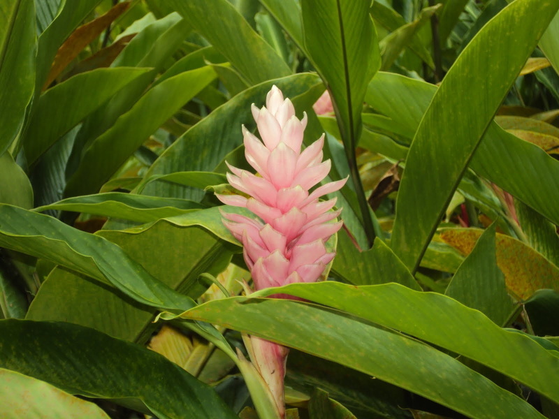 day, fragility, 720P, plant, flower head, vulnerability, growth, no people, naturaleza, pink color, inflorescence, plant part, tropical, nature, flor