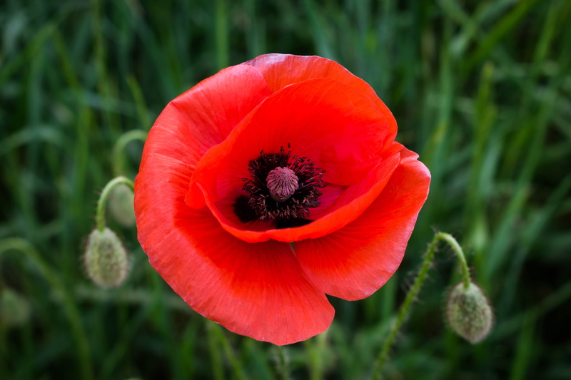 no people, flor, green, detail, poppy, яворівський р-н, growth, shallow, nature reserve roztochia, nature, bloom, freshness, vulnerability, flower head