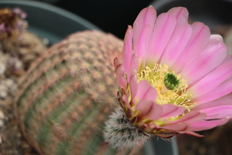 nature, vulnerability, cactus, flower head, inflorescence, pollen, beauty in nature, flores, 5K, plant, animals in the wild, no people, plantas, petal