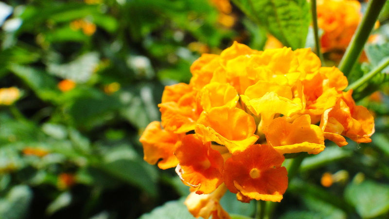 petal, outdoors, fragility, inflorescence, no people, close-up, natureza, plant, flores, lantana, 2K, mini flor, flower, planta, growth, beauty in nature