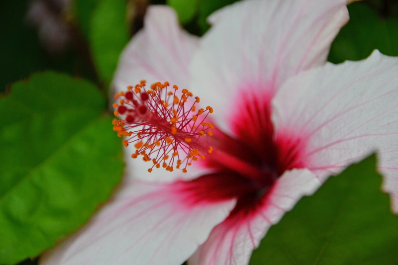 beauty in nature, pollen, flower, nature, no people, planta, vulnerability, 4K, plant, petal, flower head, freshness, portugal, fragility, inflorescence