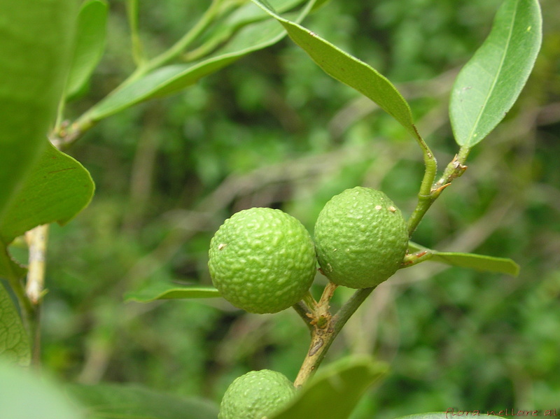 leaf, green Color, fruits, Correa, nature, green, Taxonomy, homeopathic, freshness, fruit, Rheumatism, 1080P, two, Binomial, paralysis, Atalantia, food