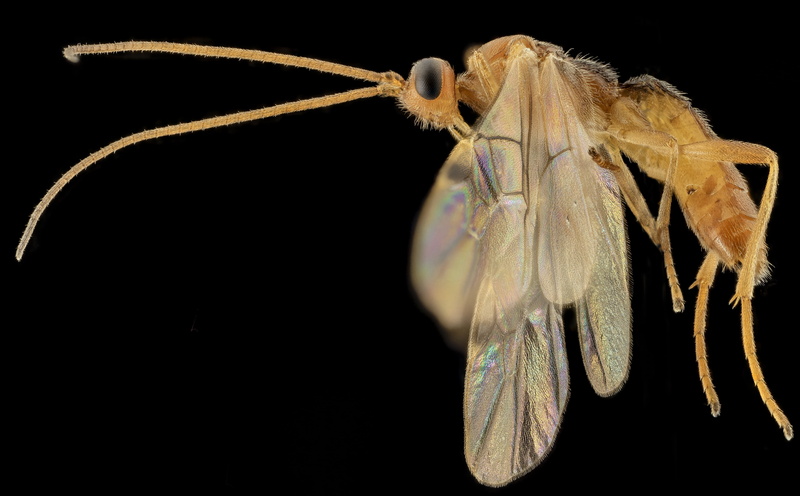 Animals, braconidae, Species, apocrita, 5K, Photography, hymenoptera, taxonomy, Insect, braconid, parasite, Animal, Macro, Flight, Wasp, arthropod, Insects