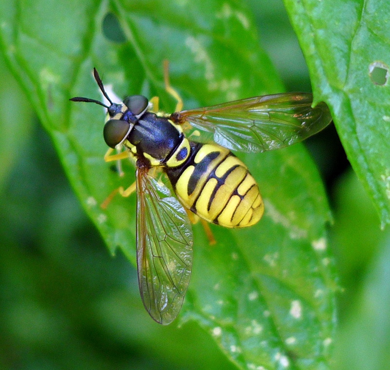 black wasp, taxonomy, tilt shift photography, leaves, green Color, shift, yellow, black, close-up, 480P, insect, macro, bee, photography, green, tilt