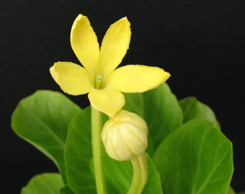 Kauai, Pū, yellow, Baseball-Bat, petaled, plant, taxonomy, Palms, leaf, Campanulaceae, Ōlulu, brighamia, Hawaiian, Vulcan, Endangered species, 720P, insignis