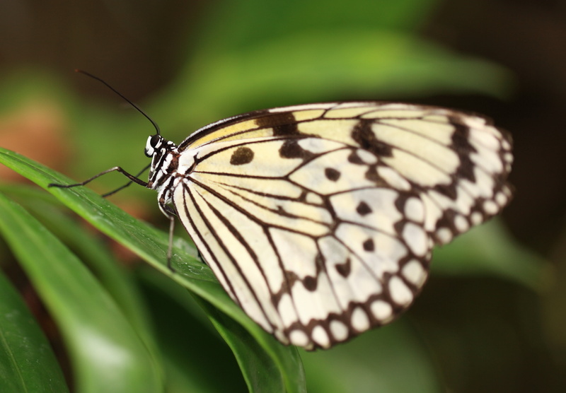 taxonomy, black butterfly, summer, Tree Nymph, binomial, 5D  Mark II, linear, resolution, Idea  leuconoe, leuconoe, macro, nature, idea, animal, black