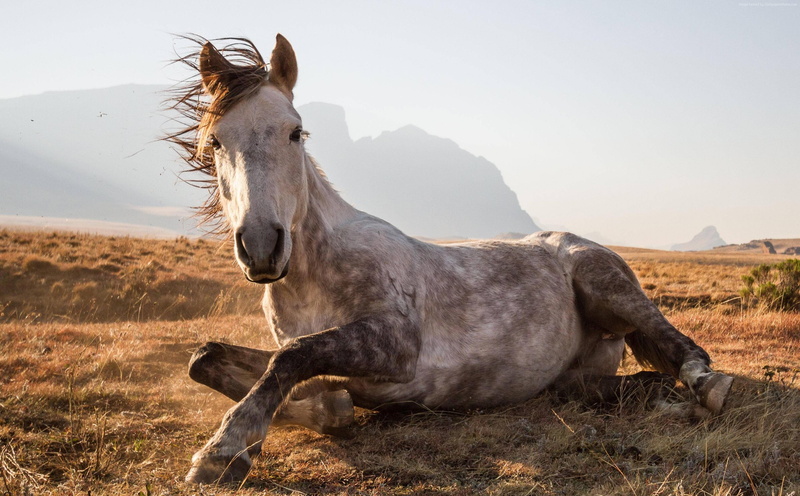 Horse, National Geographic Traveler Photo Contest, Sehlabathebe National Park, Lesotho, 2K