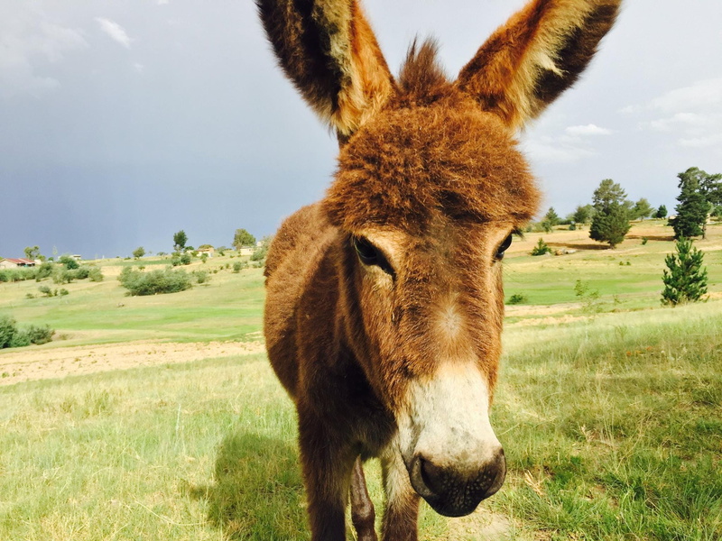 africa, lesotho, donkey, grass, animal themes, herbivorous, animal body part, landscape, plant, animal ear, one animal, outdoors, livestock, domestic, domestic animals