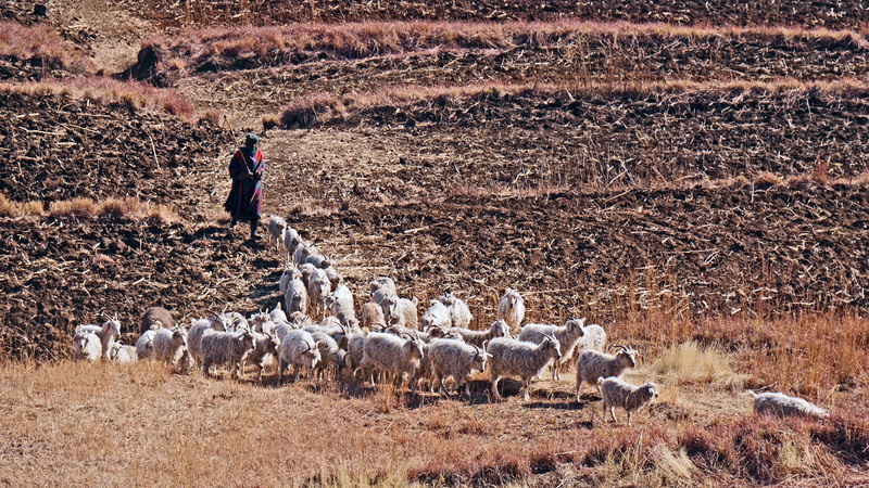 lesotho, land, landscape, livestock, goats, herd, real people, day, outdoors, vertebrate, herbivorous, domestic animals, domestic, one person, fields, 4K