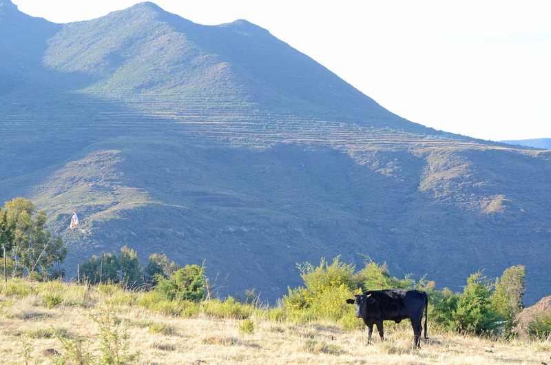 domestic animals, day, animal, mountain range, mountain, nature, beauty in nature, no people, cattle, mammal, herbivorous, outdoors, domestic, land, field