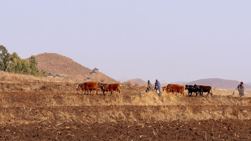 sky, ranch, domestic, environment, mammal, farm, rural Scene, animal themes, plow, mountain country, agriculture, animal wildlife, lesotho, herd, field