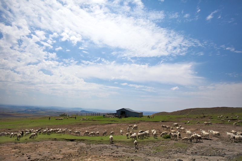 grass, mammal, land, domestic, sheep, animal, fields, herd, scenic, trees, country, animal themes, no people, vertebrate, day, herbivorous, countryside