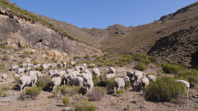 mountain range, grass, animal themes, sky, mountain, solid, Landscape, rock - object, no People, rural Scene, scenics, flock Of Sheep, Lesotho, herd, mammal