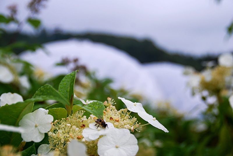 close-up, plants, eden project, green color, plant part, springtime, flores, vulnerability, beauty in nature, 4K, bee, bees, petal, flower head, outdoors