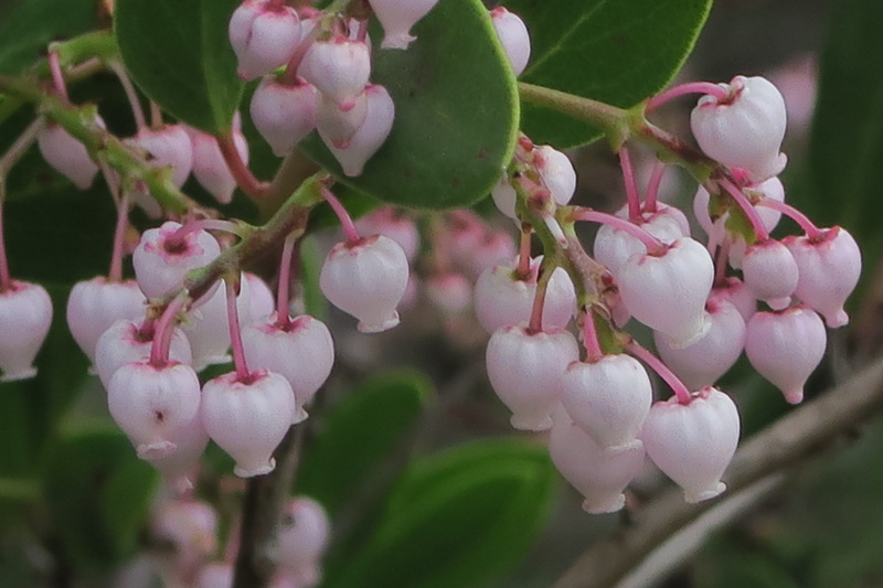 kingdom=Plantae, common, plant, leaf, flower, petal, freshness, nature, taxonomy, trinomial, close, Tracheophyta, Ericales, Magnoliopsida, photography
