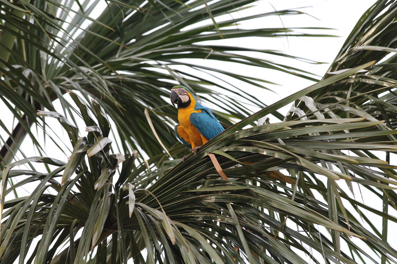 animal themes, yellow, arara, plant part, agavaceae, agapanthus, plant, forest, no people, rainbow lorikeet, macaw, animal wildlife, parrot, leaf, one animal