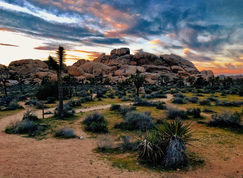 4K, cactus, rock, scenics - nature, sunset, outdoor, outdoors, wilderness, nature, ground, agavaceae, hour, solid, arid climate, rock formation, mesa