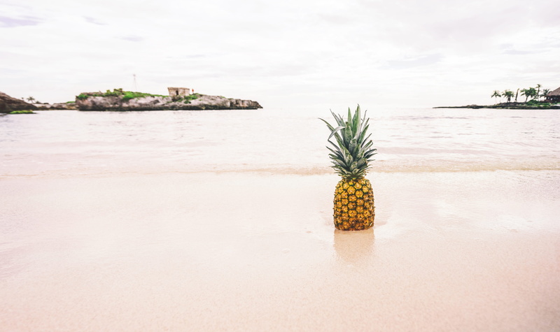 day, tranquil scene, waterfront, potted plant, water, palm tree, seashore, scenics - nature, tropical, pineapple, land, cloud - sky, ocean, horizon, nature