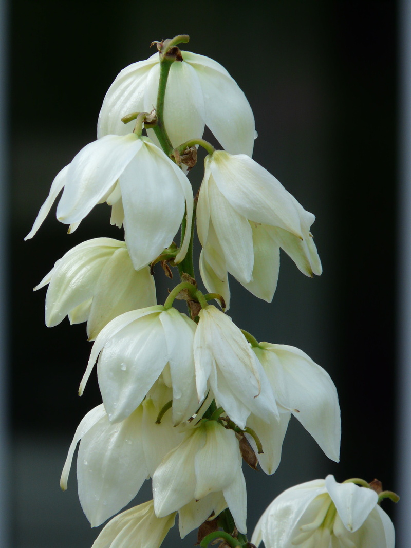 freshness, beauty in nature, flowering plant, blossom, flower head, plant, flower, no people, vulnerability, bloom, nature, yucca filamentosa, agavaceae