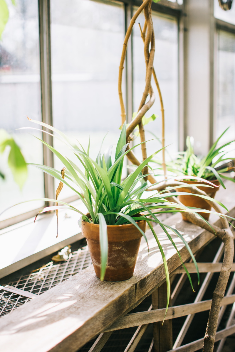 potted plant, insect, indoors, pineapple, focus on foreground, vegetable, wood - material, pot, nature, blossom, food, 5K, plant, no people, iris, window