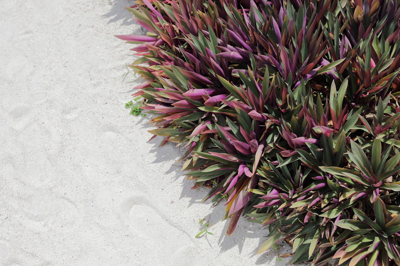 koh lipe, flower head, high angle view, outdoors, freshness, petal, flowering plant, beauty in nature, blossom, thailand, pink color, sand, sea anemone