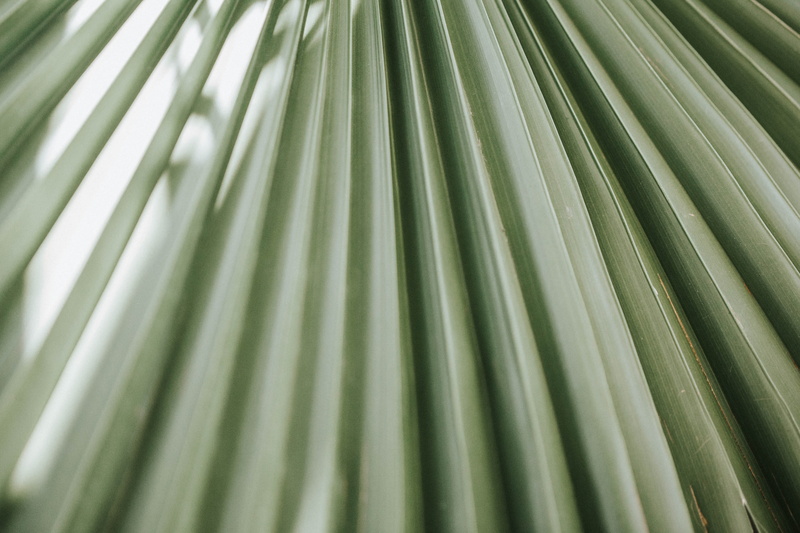 hornet, backgrounds, natural pattern, beauty in nature, 5K, arecaceae, green color, wasp, pattern, veins, plant part, insect, growth, cricket insect, blossom