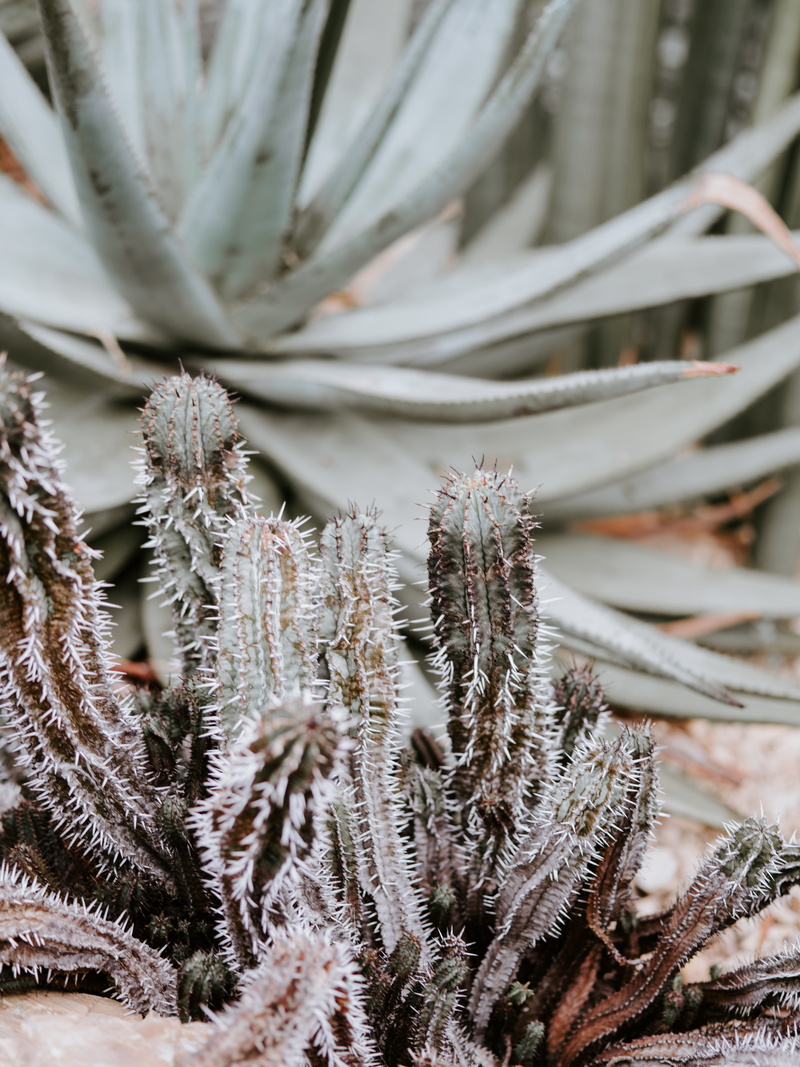 close-up, frozen, snow, aloe, ice, plant, closeup, tarantula, cactus, bud, selective focus, agavaceae, focus on foreground, arachnid, growth, winter, nature