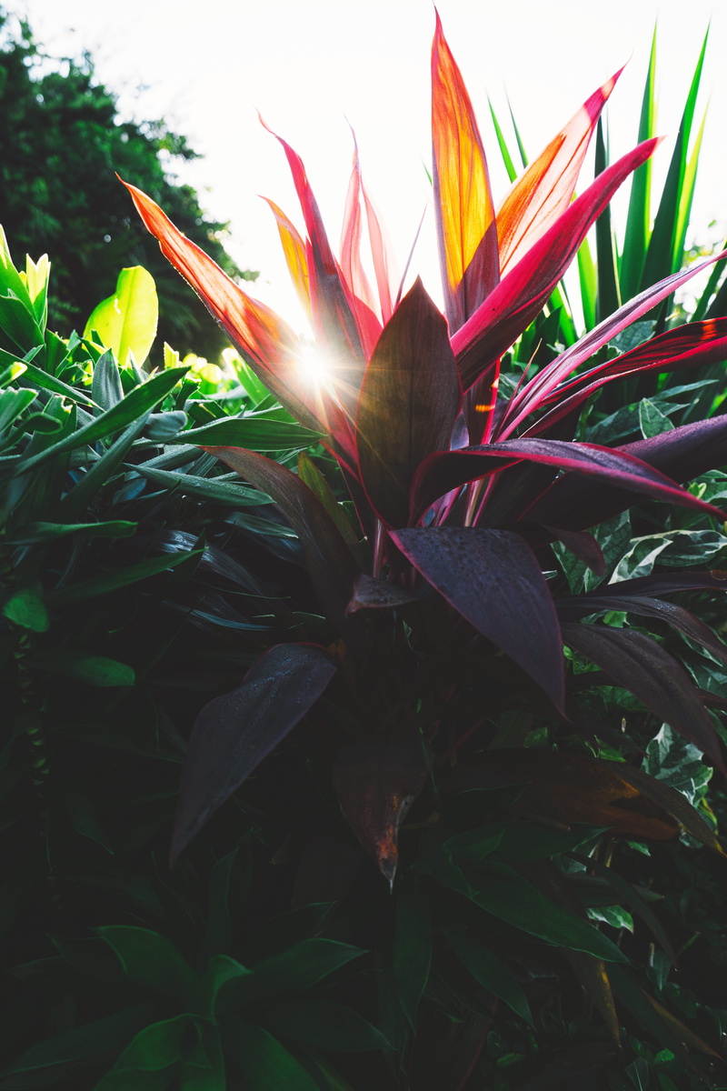 close-up, 5K, sunlight, beauty in nature, grand sirenis riviera maya resort, tropical, leaf, agavaceae, growth, pink color, vulnerability, tranquility