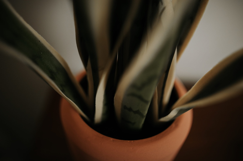 herbal medicine, animal, food, potted plant, cactus, close-up, studio shot, plant, amaryllis, agavaceae, invertebrate, growth, cricket insect, focus on foreground