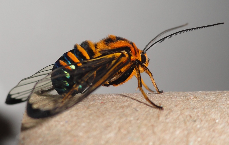 of the, black, animal antenna, prieto, tender, animal wing, extinction, animal body part, park, macro, 2K, diversity, in, wings, animal, close-up, transparent