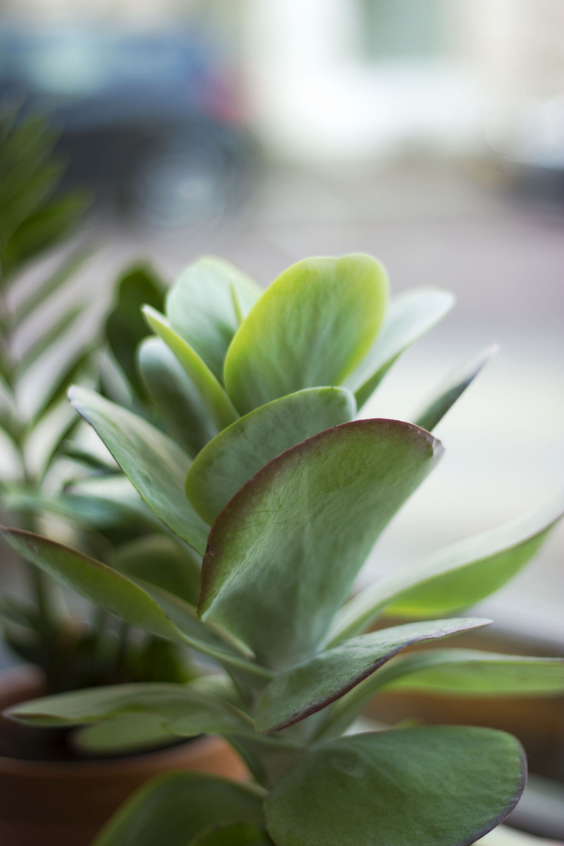 tulip, growth, photo, anther, close-up, plant part, close, succulent plant, succulent, agavaceae, 5K, food, blossom, araceae, tree, green, flower, botany