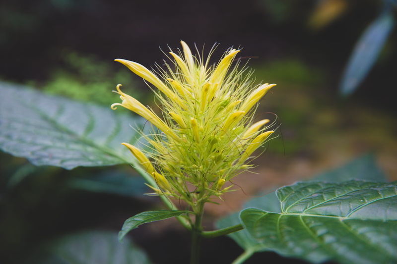 growth, vulnerability, fragility, close-up, leaf, sepal, lawn, green color, flower, beauty in nature, weed, 5K, acanthaceae, asteraceae, conifer, no people
