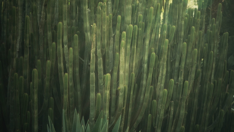 leaf, moss, algae, pattern, botany, no people, lawn, full frame, water, backgrounds, green, cactus, plant, mesa, anthus, fragility, close-up, nature, floral
