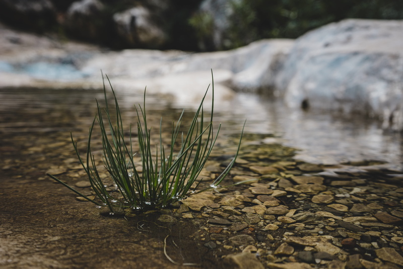 vegetation, water, stone - object, nature, land, ice, surface level, river, day, stream, soil, green, moss, lake, italy, beauty in nature, rock - object
