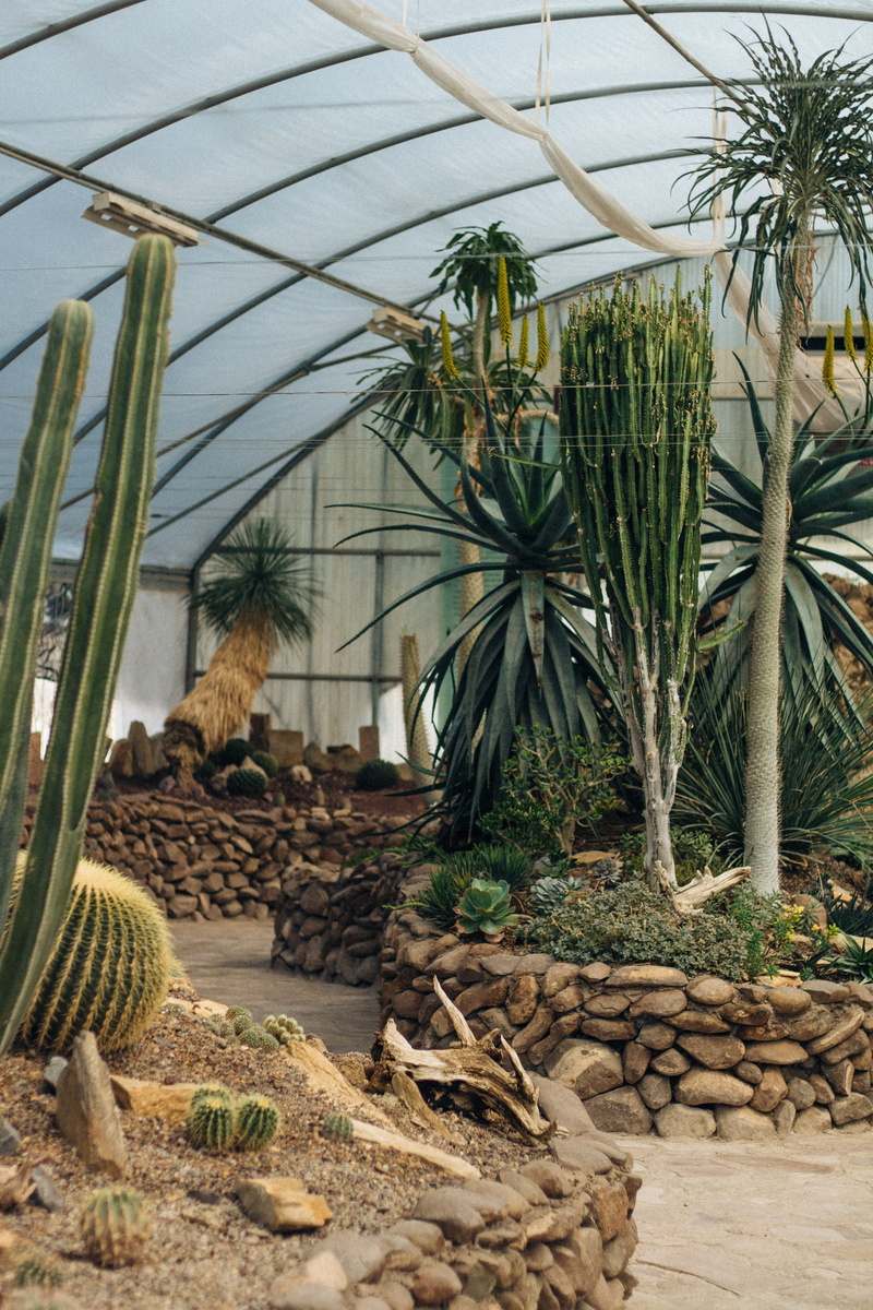potted plant, vegetation, building, conifer, day, cactus, growth, palm leaf, plant, stone - object, arecaceae, aloe, agavaceae, leaf, vase, wall, built structure