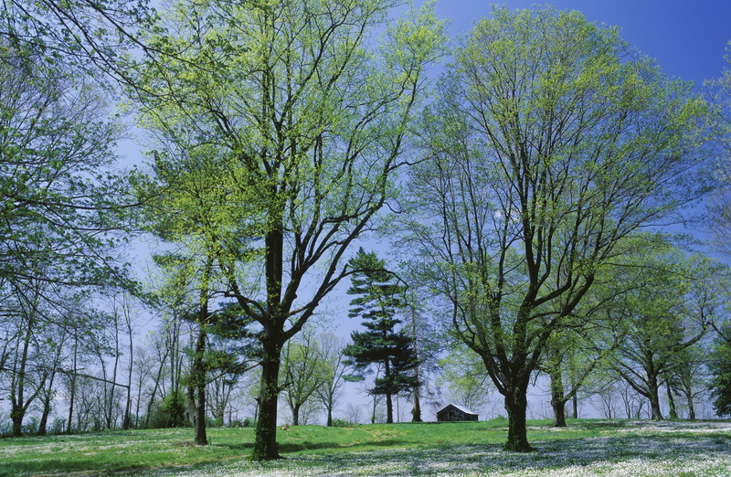 green, Kentucky, Lexington, trees, Nature, Landscape, Spring, Meadow, 1080P