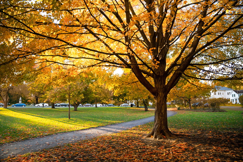 orange color, tranquil scene, autumn collection, lexington, plant, united states, day, the way forward, growth, tranquility, park, tree, grass, footpath