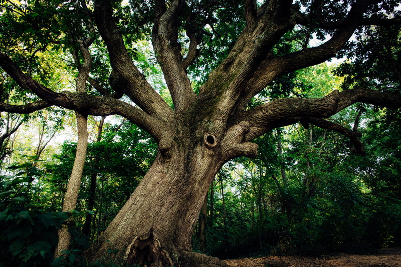 lexington, forest, 2K, tree, scenic, outdoors, day, no people, plant part, low angle view, beauty in nature, plant, land, green color, tree trunk, contrast