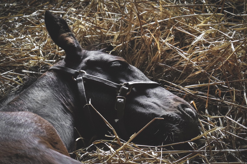 spendthrift way, outdoors, animal wildlife, land, horse, no people, straw, animal, racehorse, pets, lexington, sleeping, united states, herbivorous, animal body part