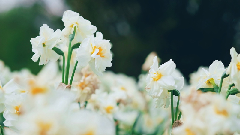 inflorescence, 2K, day, university of kentucky arboretum, flowering plant, freshness, flower head, growth, selective focus, springtime, flowers, petal