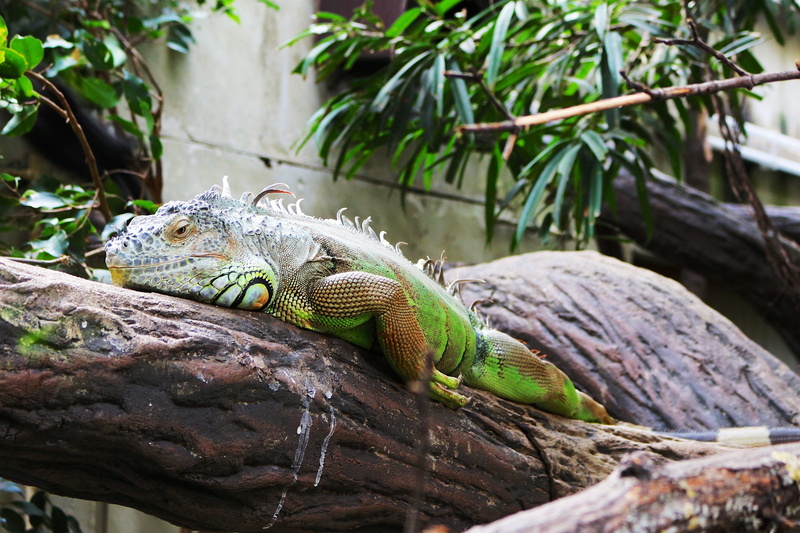 nature, eye, animal world, one animal, vertebrate, iguana, tree, day, plant, animal body part, branch, emerald, close-up, animal themes, iridescent, cold blooded animals