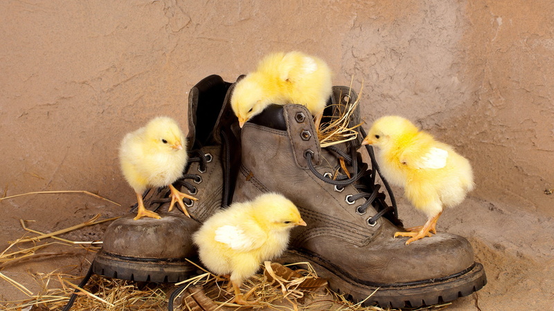 young bird, 1080P, beak, chicken - bird, chicken, beginnings, spring, domestic animals, poultry, pets, group of animals, spaghetti squash, new life, animal family
