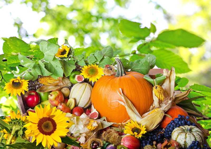 sunflowers, fruit, tree, multi Colored, outdoors, plant, food, halloween, sunflower, green Color, vegetable, october, composition, rural Scene, food and drink