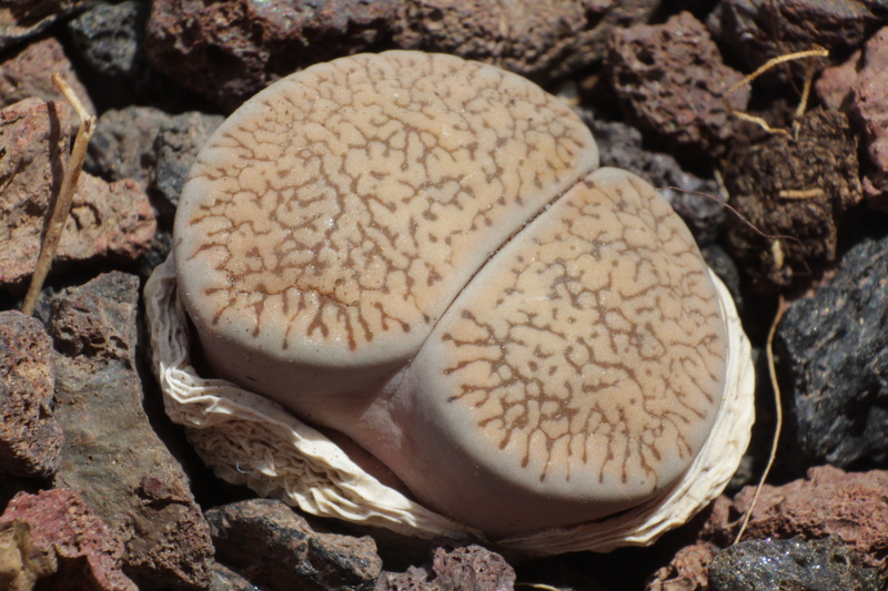 food, no people, focus on foreground, nature, land, high angle view, day, still life, outdoors, mushroom, natural pattern, beauty in nature, 5K, lithops leslei var venteri