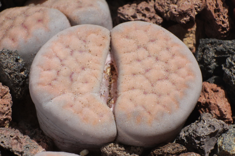 lithops schwantesii, rock, animal themes, food, stone plants, nature, shell, pebble, animal wildlife, food and drink, day, land, high angle view, lithops