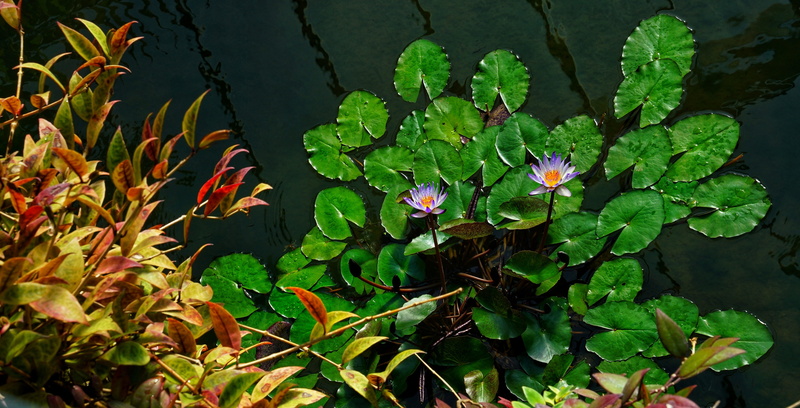 plant part, flower head, lily, springtime, beauty in nature, green color, close-up, growth, tourism, leaf, freshness, outdoors, water, nature, high angle view