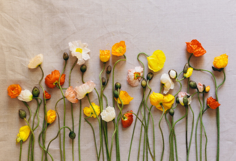 high angle view, financial district, botanical, success, variation, still life, choice, botanic, 5K, san francisco, flower, spice, no people, large group of objects
