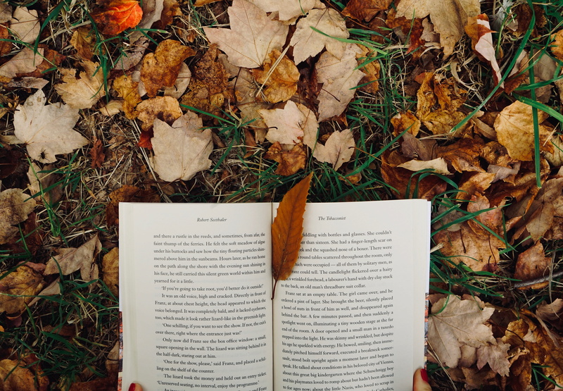 dry, withered, soil, day, high angle view, 5K, fall, outdoors, falling, maple leaf, field, vulnerability, land, grey, plant part, no people, leaf, paper