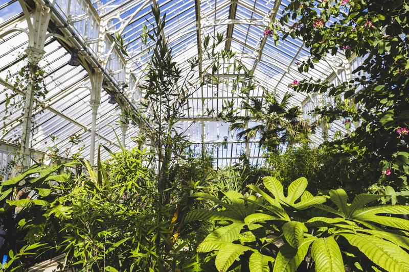 green color, kew garden, agriculture, spring, jungle, park, low angle view, greenhouse, plant, plant nursery, flora, leaf, outdoors, growth, tree, garden